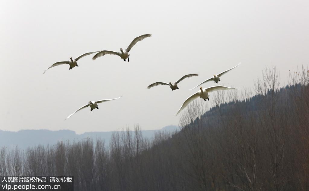 山西平陸：4000多隻大天鵝黃河濕地越冬【6】