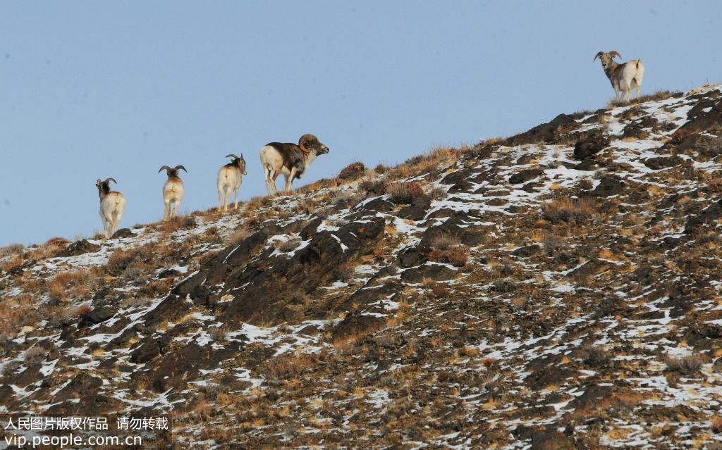 11月30日，一群國家二級保護動物盤羊在雪后的哈爾騰草原上嬉戲覓食。