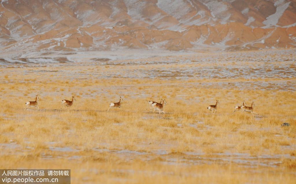 11月30日，一群國家二級保護動物盤羊在雪后的哈爾騰草原上嬉戲覓食。