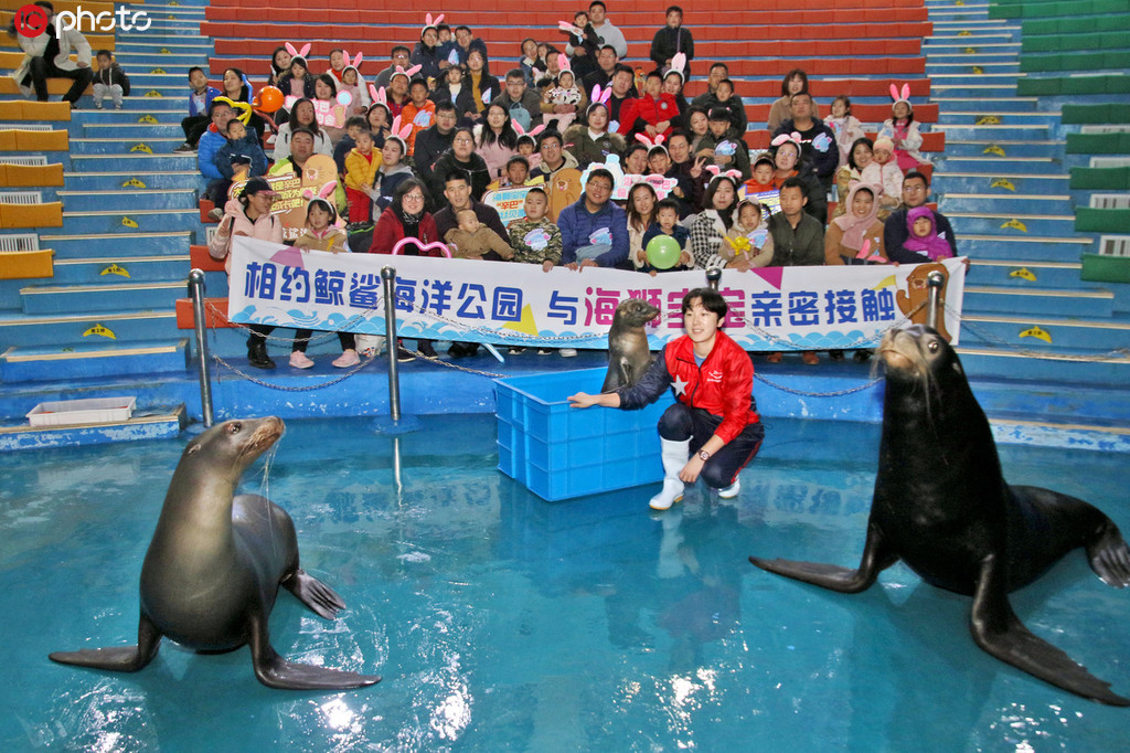 國內首例人工哺育小海獅與觀眾首次見面【3】