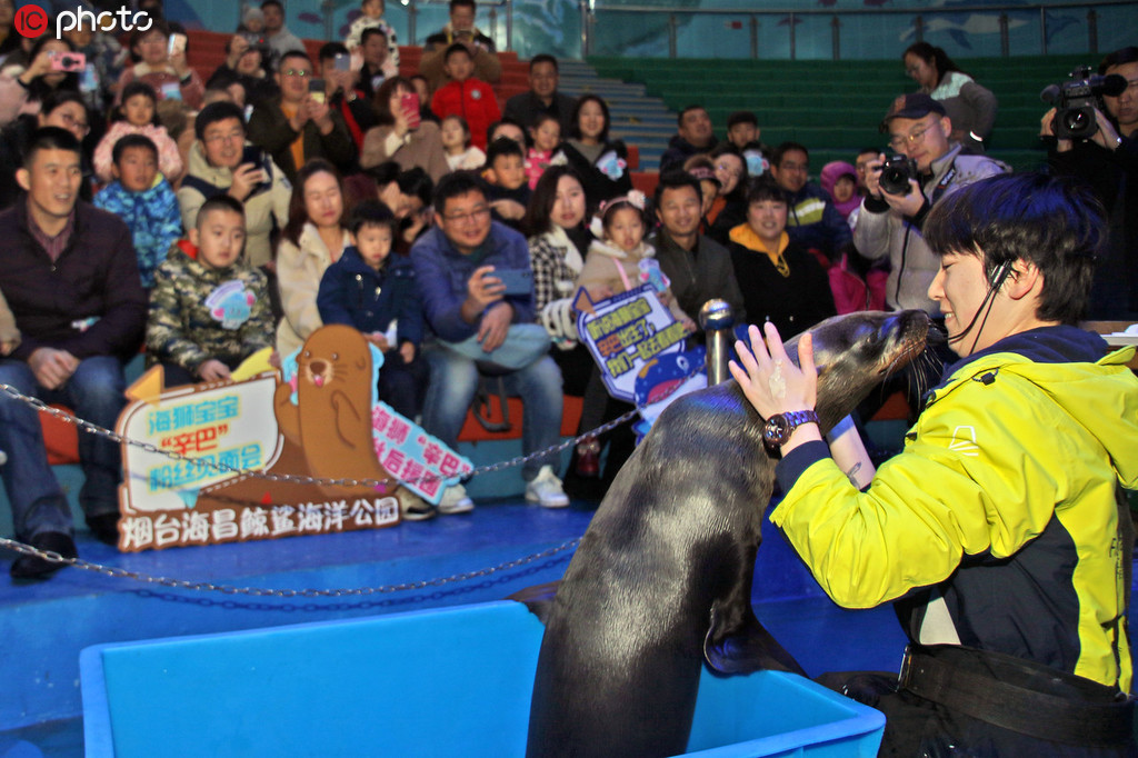 國內首例人工哺育小海獅與觀眾首次見面【4】