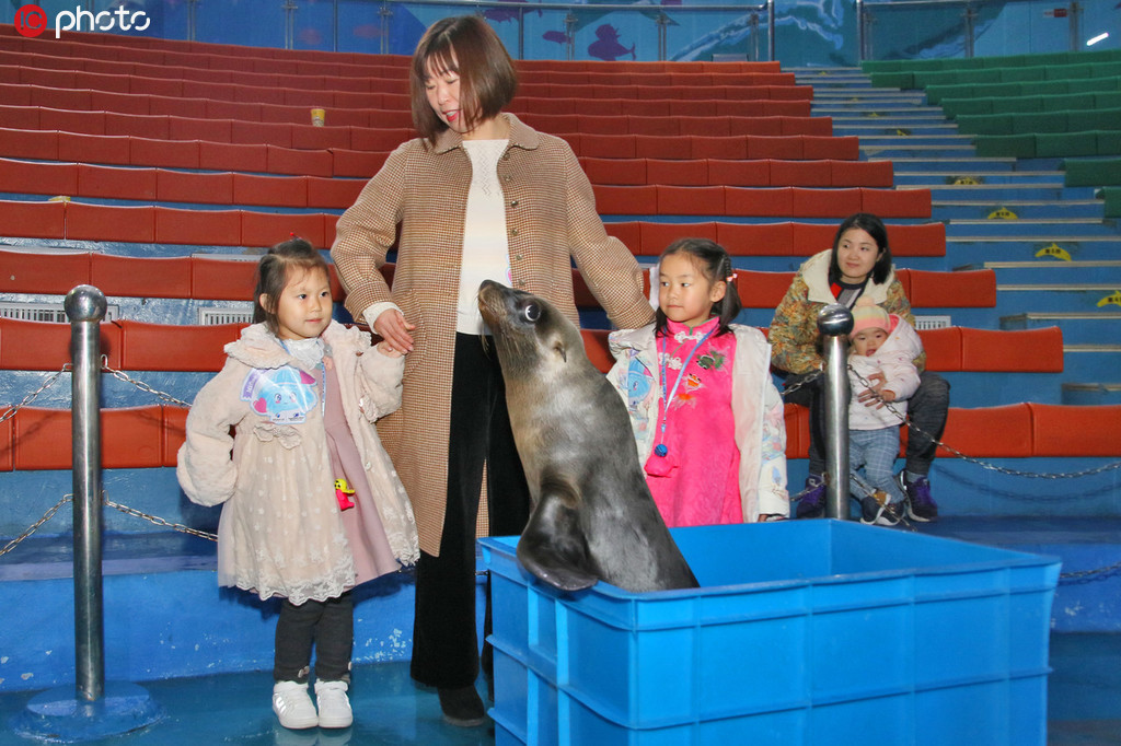 國內首例人工哺育小海獅與觀眾首次見面【2】