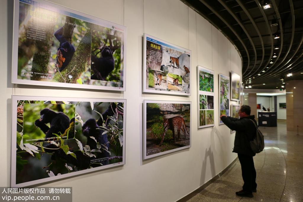 2019年12月3日，觀眾在“天人合一共家園——中國野生動物保護成果展”現場參觀。