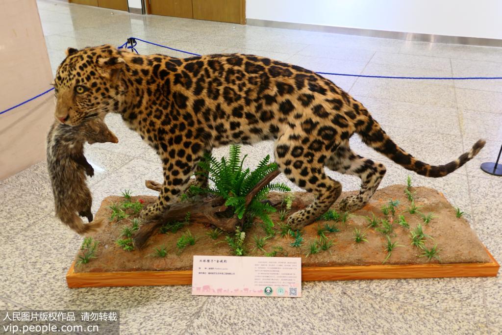 12月3日，“天人合一共家園——中國野生動物保護成果展”現場展陳。
