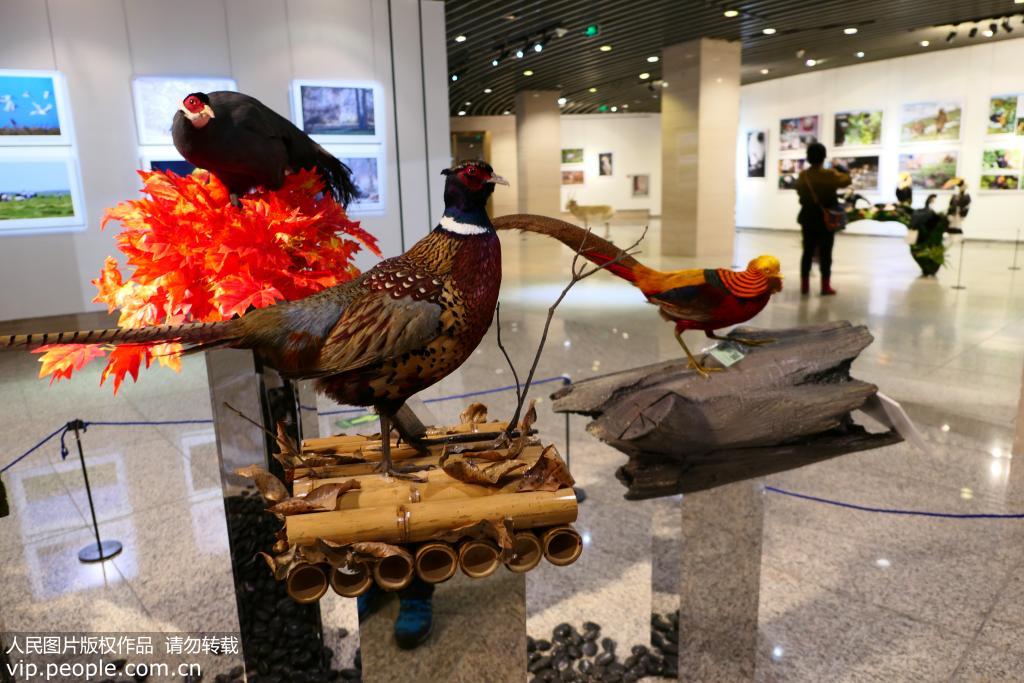 12月3日，“天人合一共家園——中國野生動物保護成果展”現場展陳。