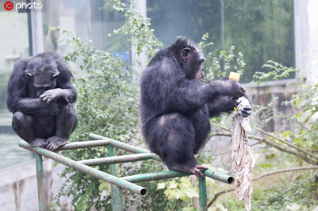 重慶永川：黑猩猩洗衣服 無師自通動作嫻熟【8】