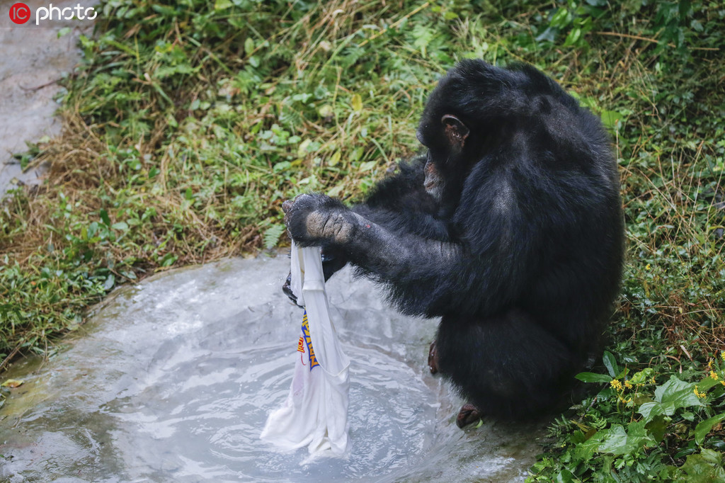 重慶永川：黑猩猩洗衣服 無師自通動作嫻熟【3】