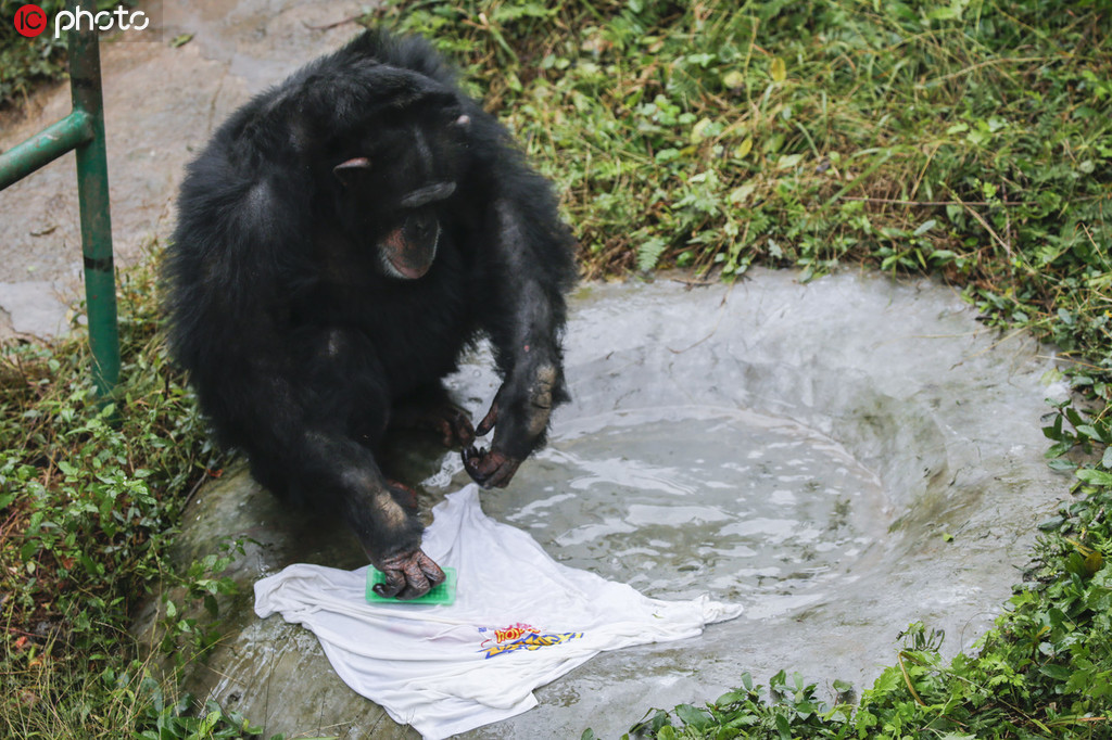 重慶永川：黑猩猩洗衣服 無師自通動作嫻熟【2】