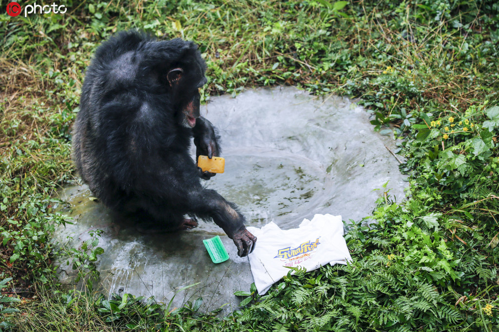 重慶永川：黑猩猩洗衣服 無師自通動作嫻熟