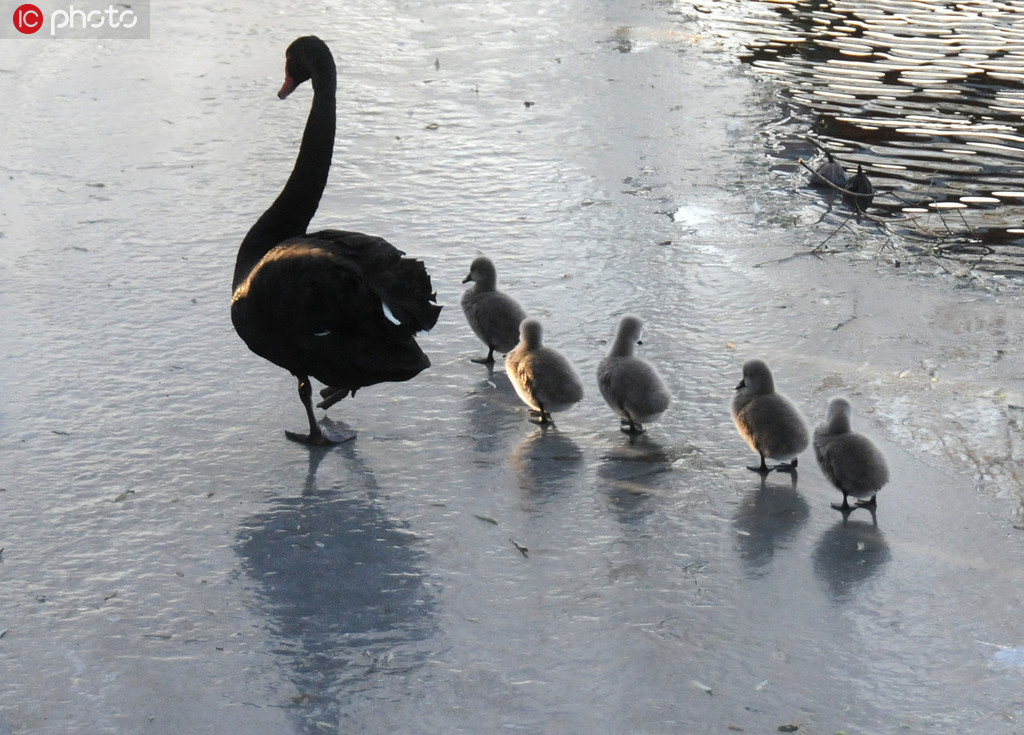 圓明園網紅黑天鵝帶五胞胎冰上散步 萌翻游人心