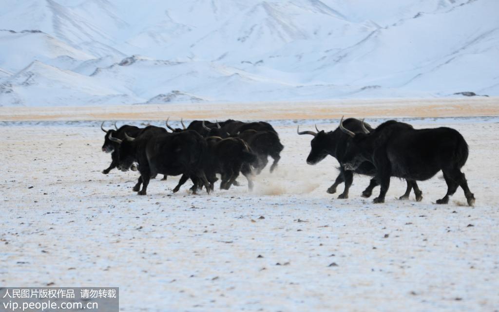甘肅酒泉：冬日高原風景如畫 野生動物安全過冬