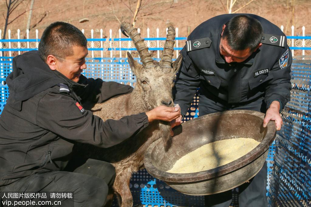新疆呼圖壁：一級國寶北山羊受傷獲救【3】
