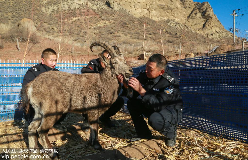 新疆呼圖壁：一級國寶北山羊受傷獲救