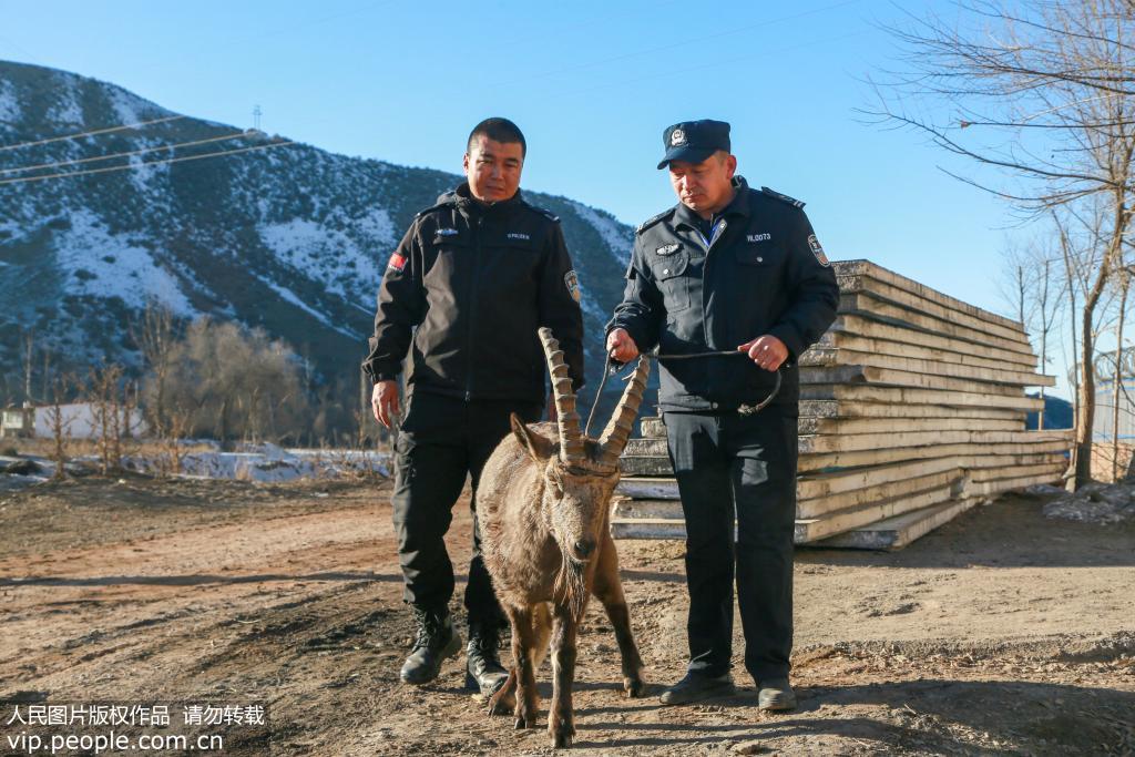 新疆呼圖壁：一級國寶北山羊受傷獲救【2】