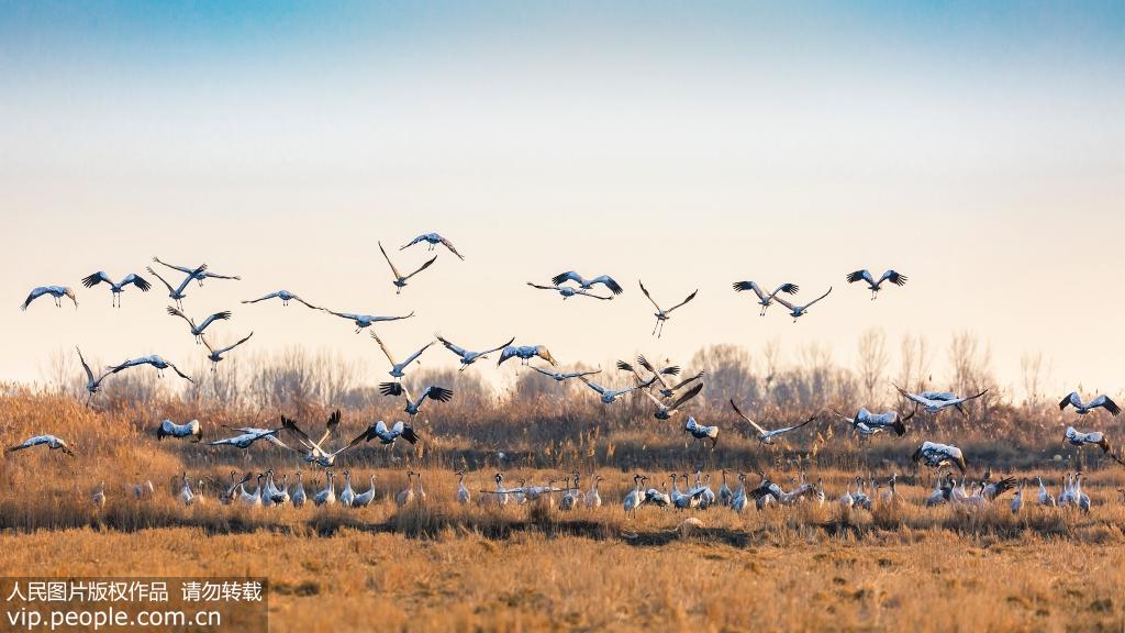 12月12日，成群的蓑衣鶴在黃河口飛翔。