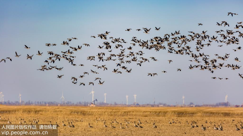 12月12日，成群的大雁在黃河口飛翔。