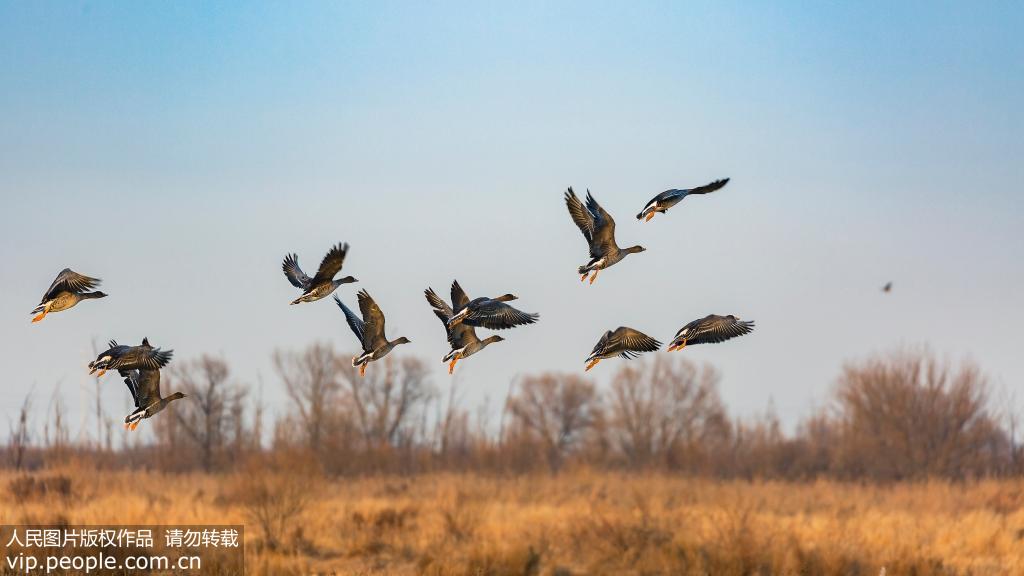 12月12日，成群的蓑衣鶴在傍晚的黃河口飛翔。
