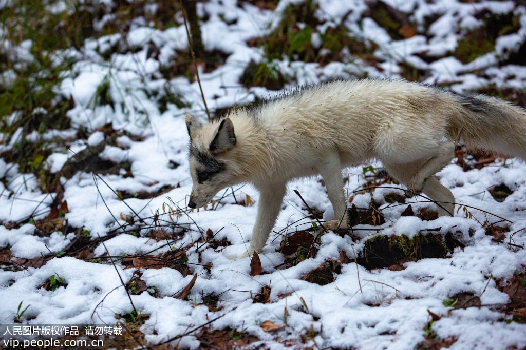 12月20日，湖北利川甘溪山林場，白狐行走在雪地之中。