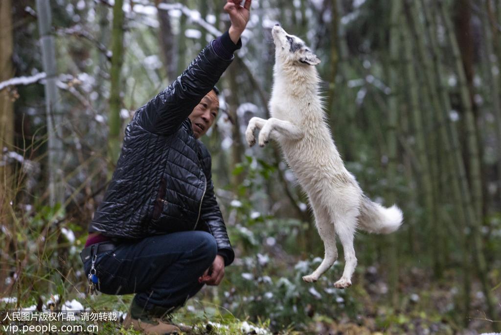 12月20日，湖北利川甘溪山林場，不管把食物舉多高，白狐都能一擊中的。