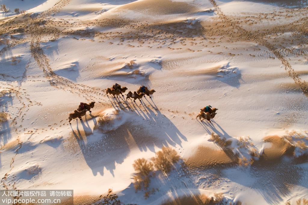 內蒙古烏拉特后旗：大漠逐駝影 沙海美如畫