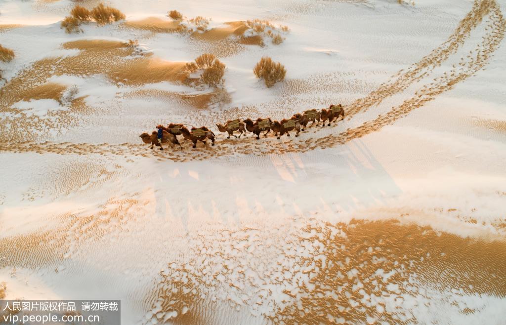 內蒙古烏拉特后旗：大漠逐駝影 沙海美如畫【3】