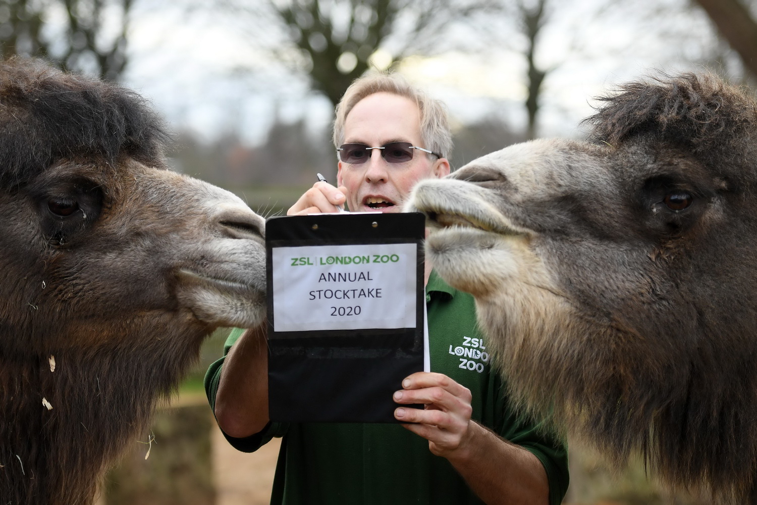 1月2日，在英國倫敦動物園，一名飼養員對雙峰駱駝進行盤點。