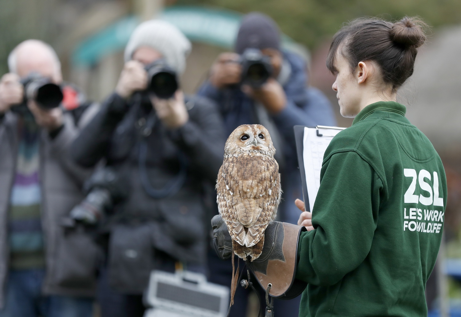 1月2日,在英国伦敦动物园,一名饲养员对灰林鸮进行盘点.