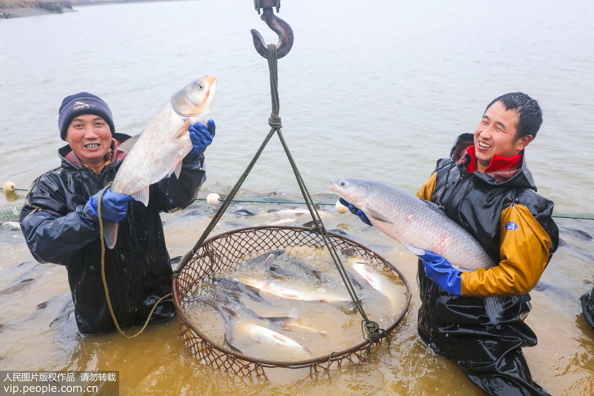 河南光山：人欢鱼跃过大年