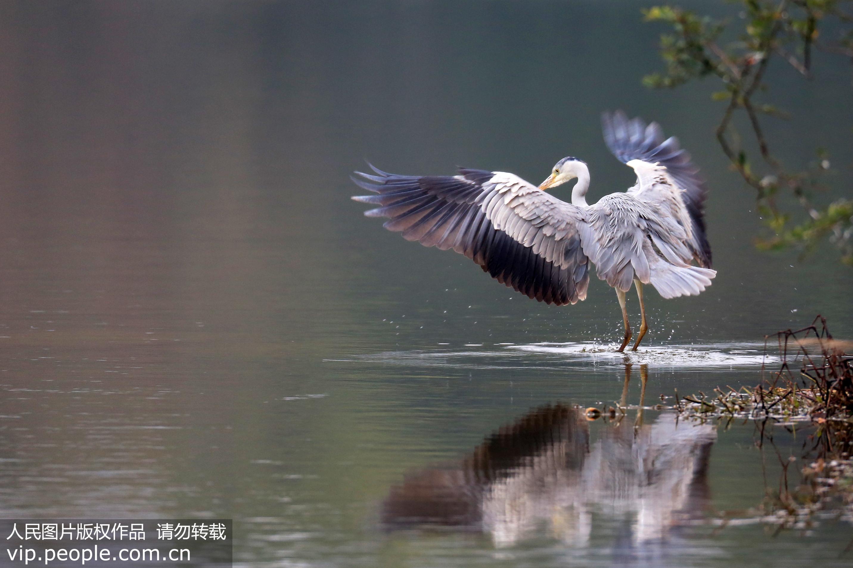 這是1月16日拍攝於貴州省貴陽市觀山湖的大藍鷺。