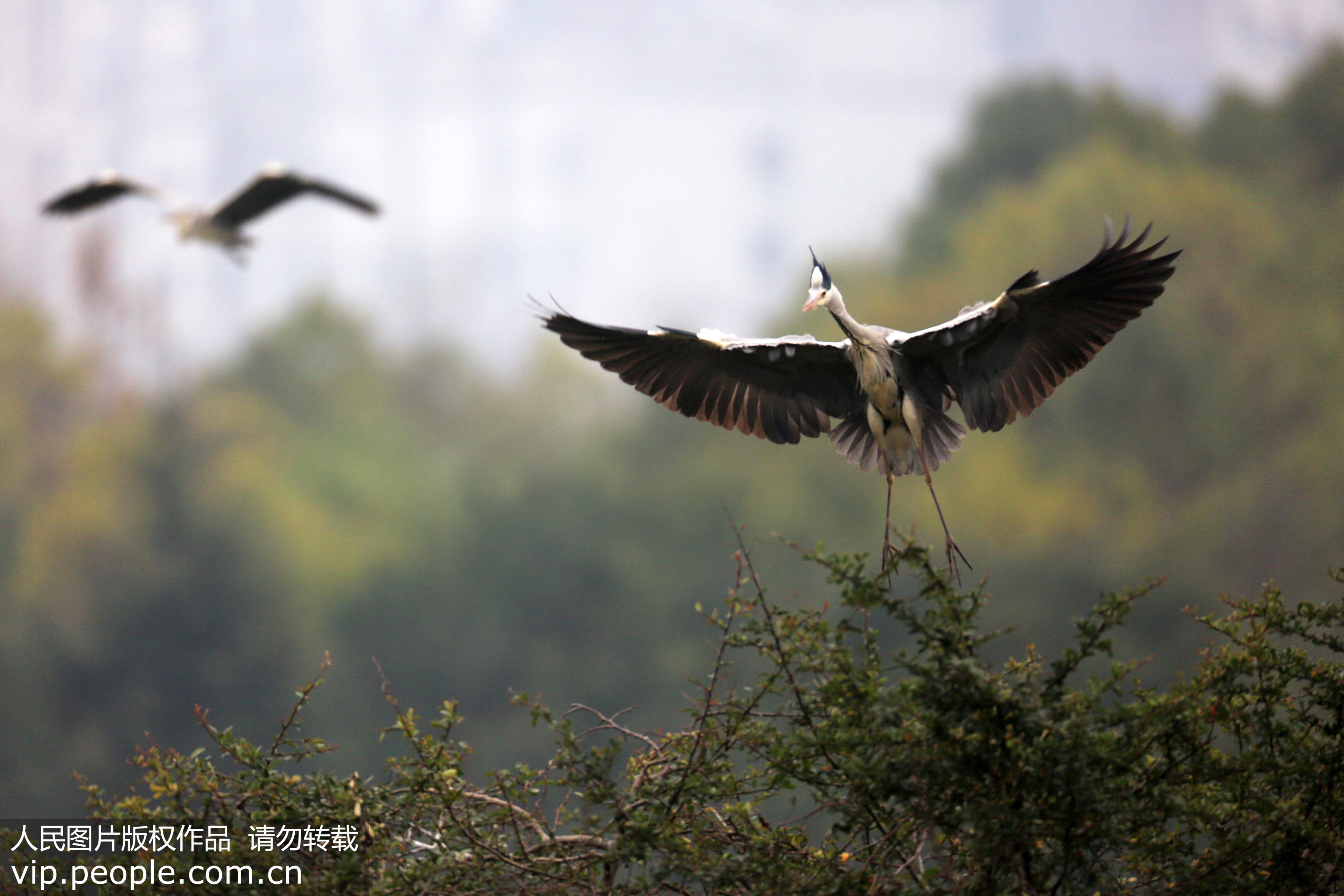這是1月16日拍攝於貴州省貴陽市觀山湖的大藍鷺。