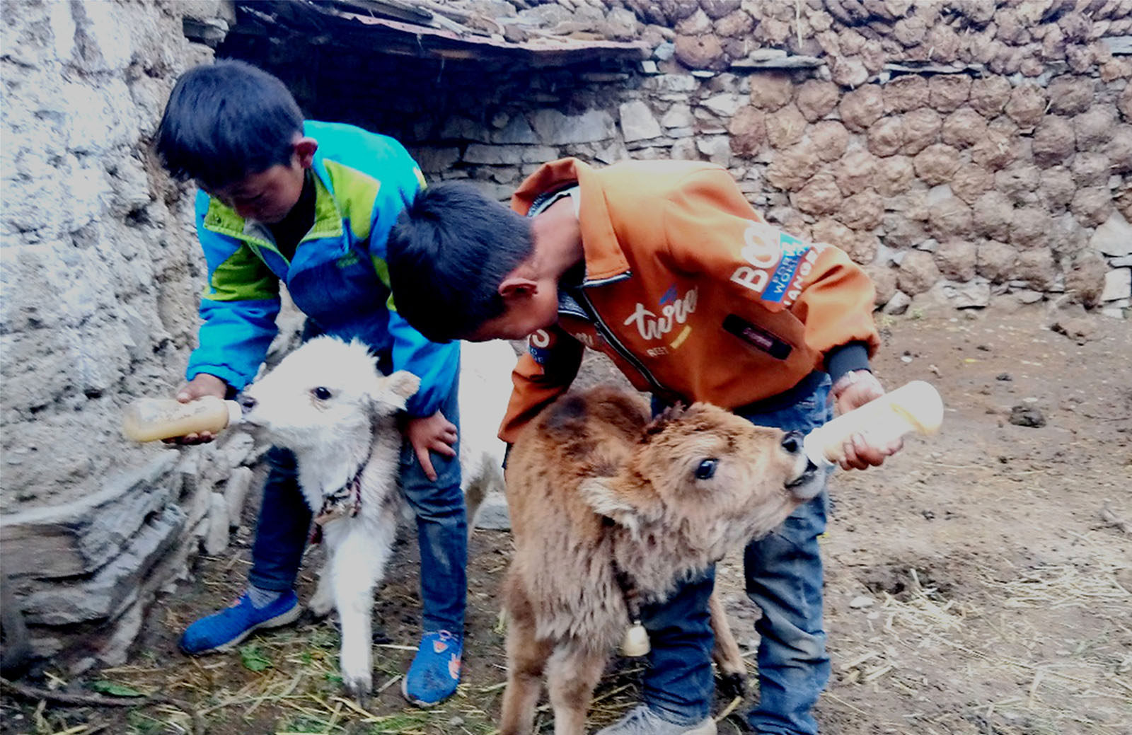 巴珍(高中組)西藏《喂奶》 藏族娃娃從小就有愛心，他們拿起奶瓶，非常認真地喂養可愛的小羊，體現了藏族牧民后代對動物的關愛。搜索復制