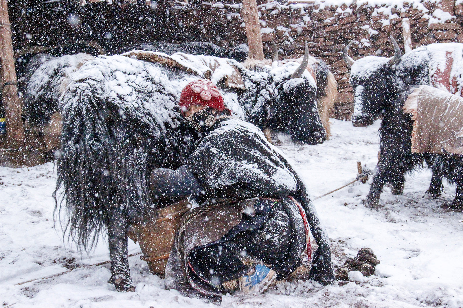 白瑪南加(高中組)青海《雪中農民》 高原牧民在雪中擠奶，這是牧民們一項風雨無阻的任務。搜索復制