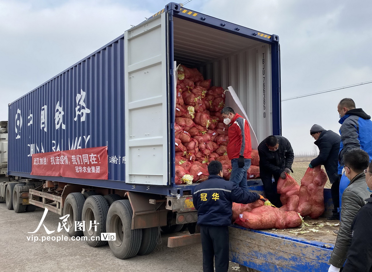 1月29日，村民在山東省膠州市裡岔鎮前朱陳溝村往集裝箱裝白菜。