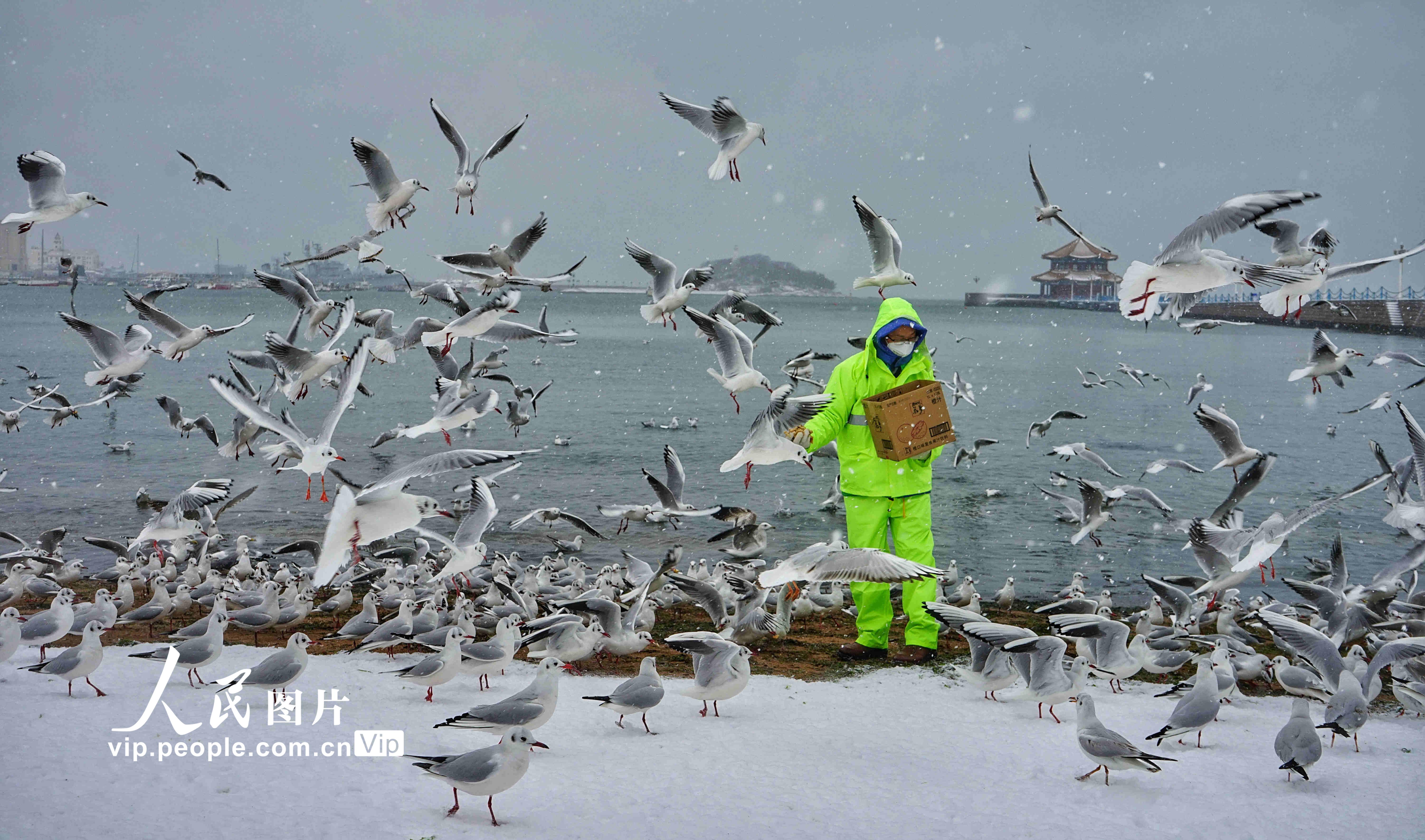 青岛降下大雪 工作人员向海鸥喂食