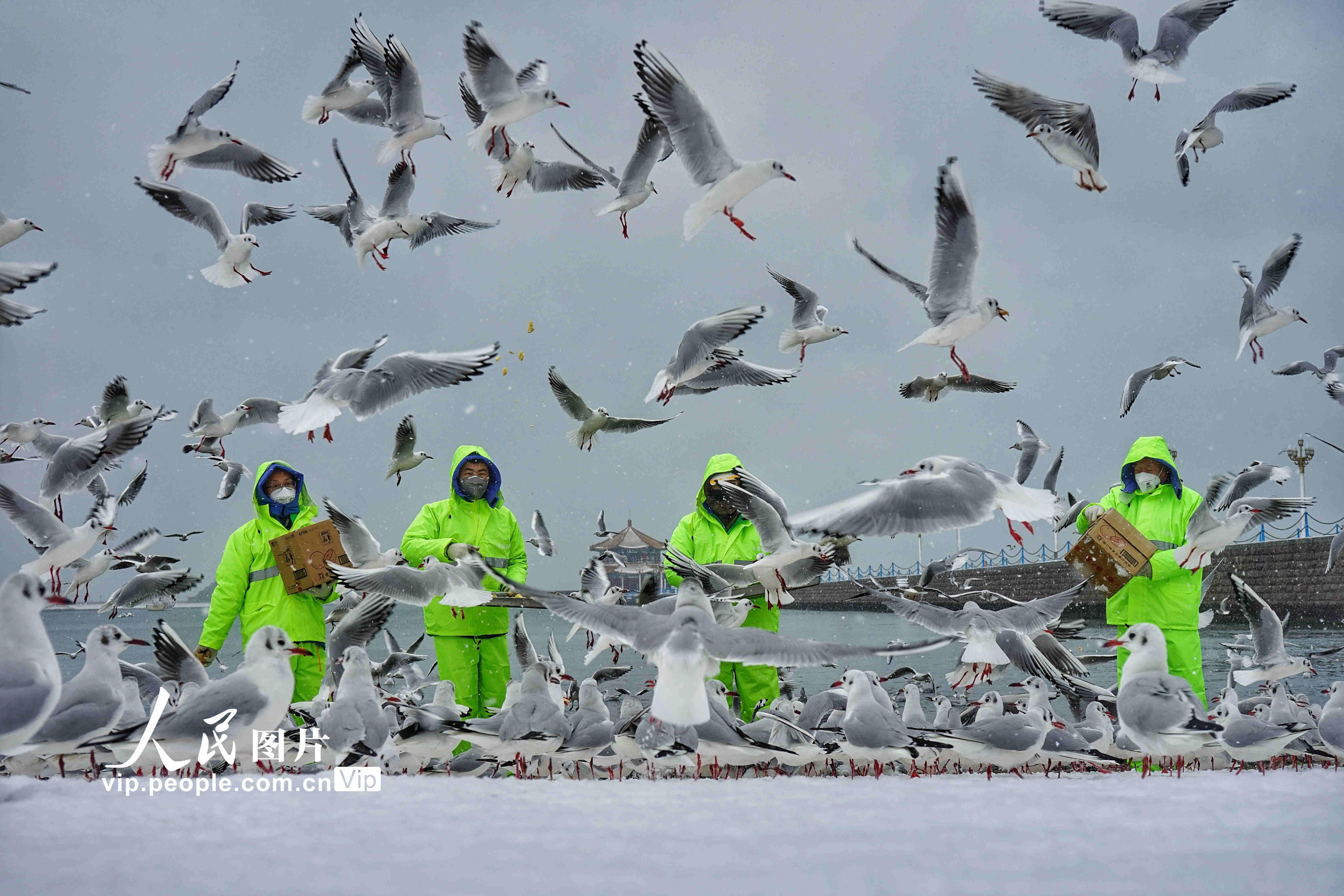 青島降下大雪 工作人員向海鷗喂食【2】