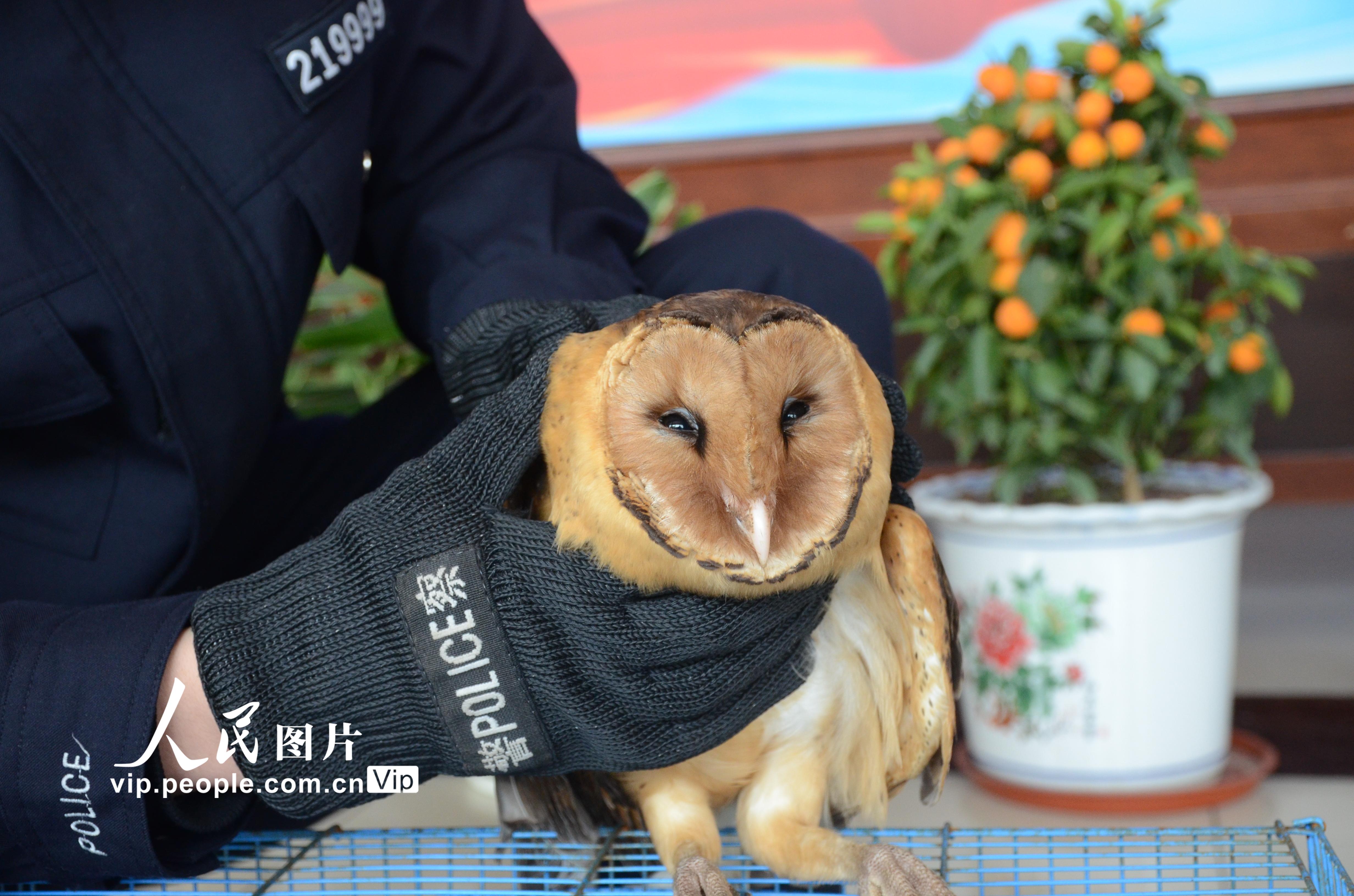 浙江舟山：民警及時救助一隻國家二級野生保護動物草鸮