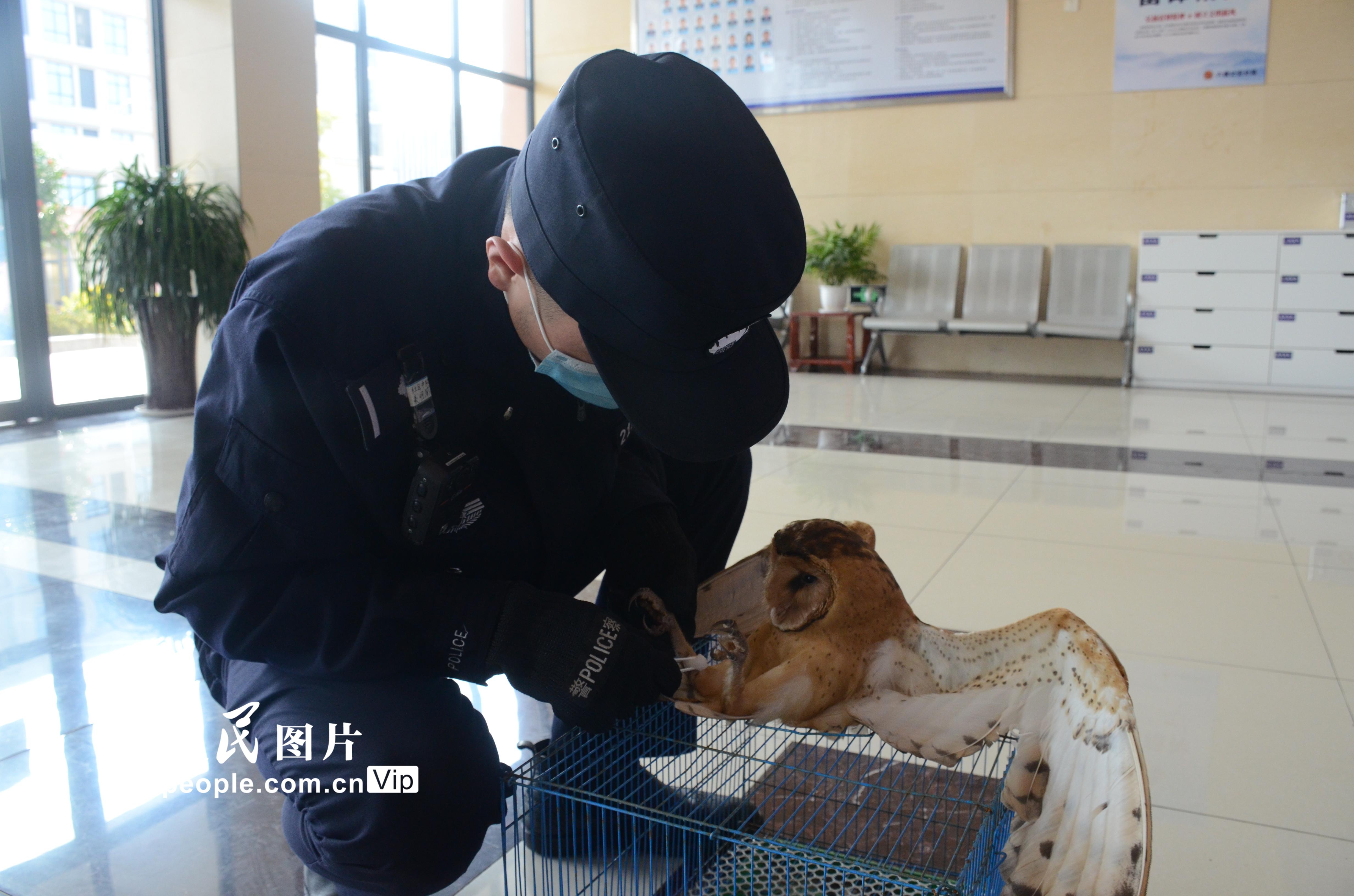 浙江舟山：民警及時救助一隻國家二級野生保護動物草鸮【3】