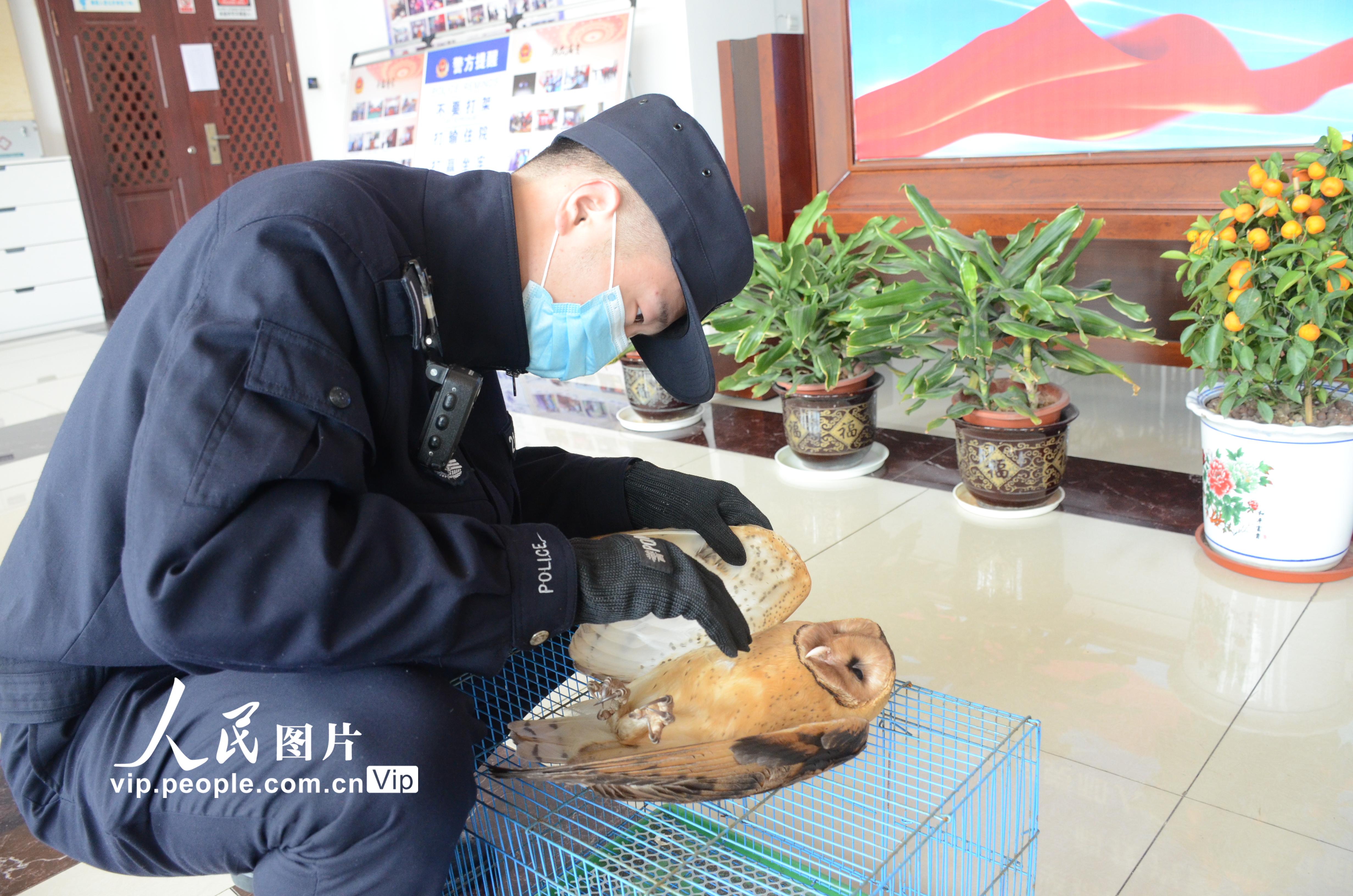 浙江舟山：民警及時救助一隻國家二級野生保護動物草鸮【5】