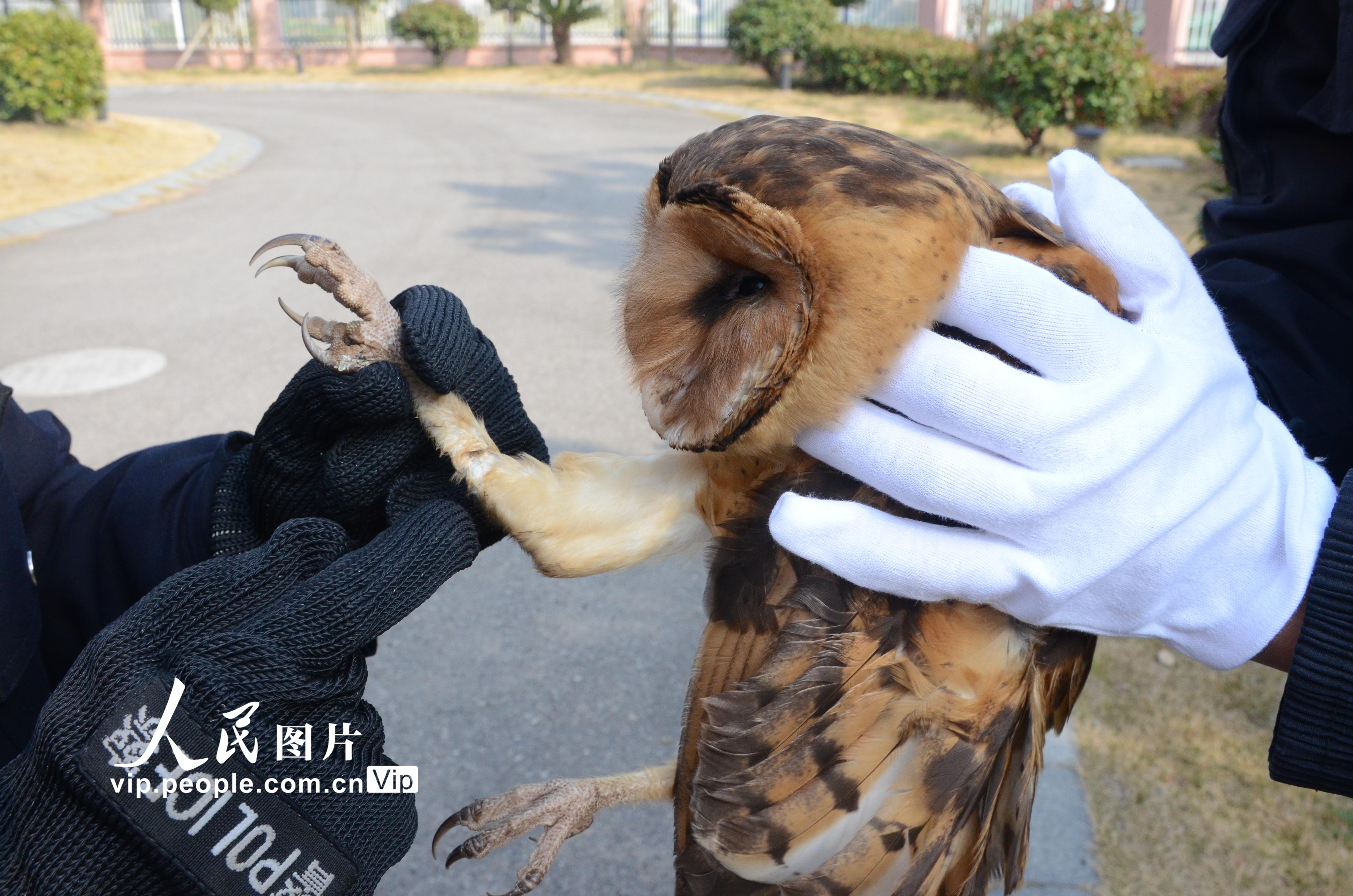 浙江舟山：民警及時救助一隻國家二級野生保護動物草鸮【4】