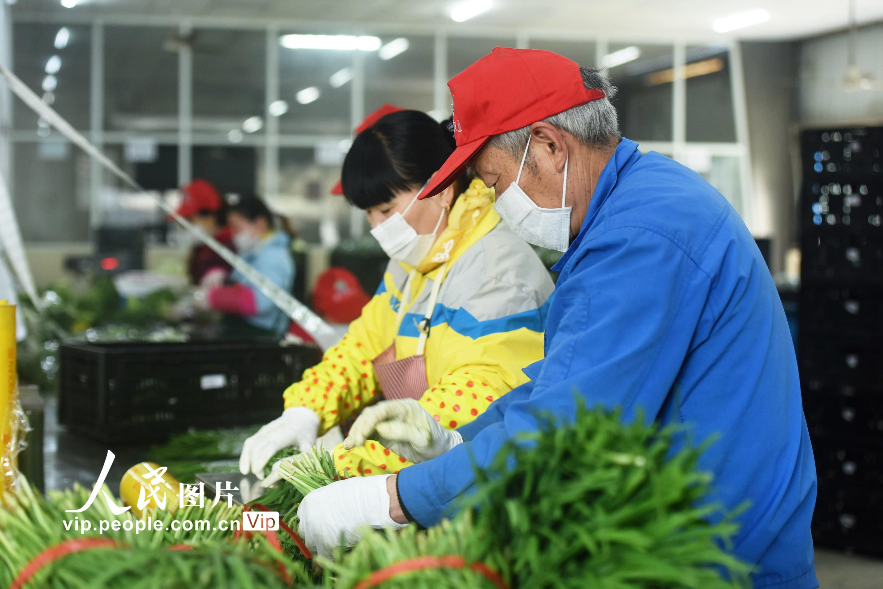 2020年2月24日，菜農在位於杭州市蕭山區的一綠色蔬菜基地對剛採摘下來的新鮮蔬菜進行分揀包裝。龍巍/人民圖片