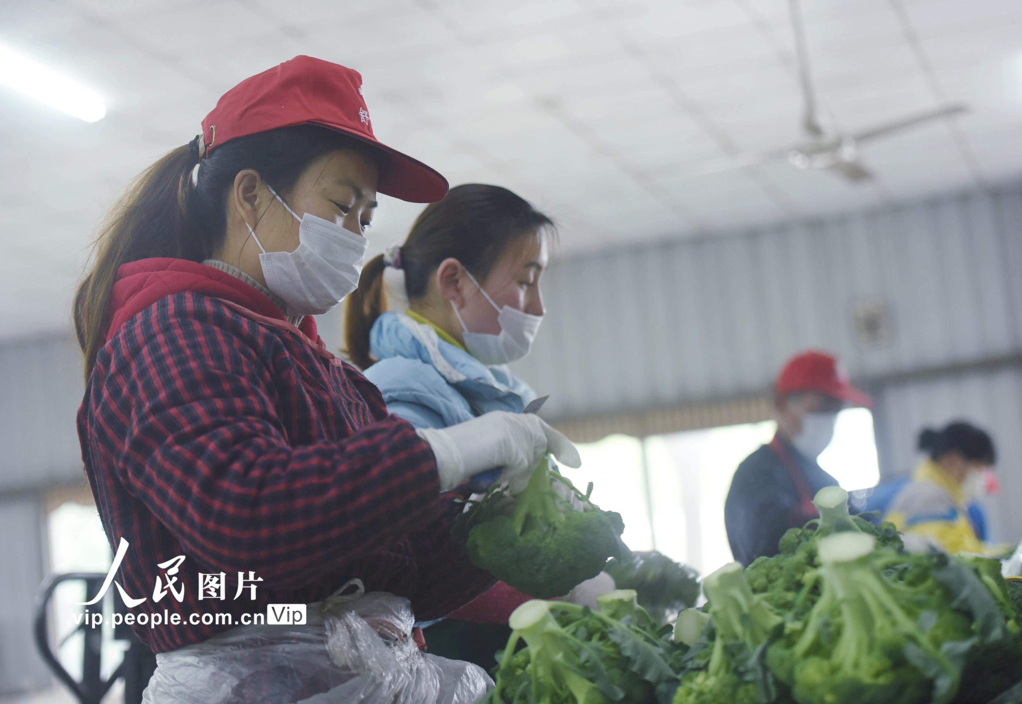 2020年2月24日，菜農在位於杭州市蕭山區的一綠色蔬菜基地對剛採摘下來的新鮮蔬菜進行分揀包裝。龍巍/人民圖片
