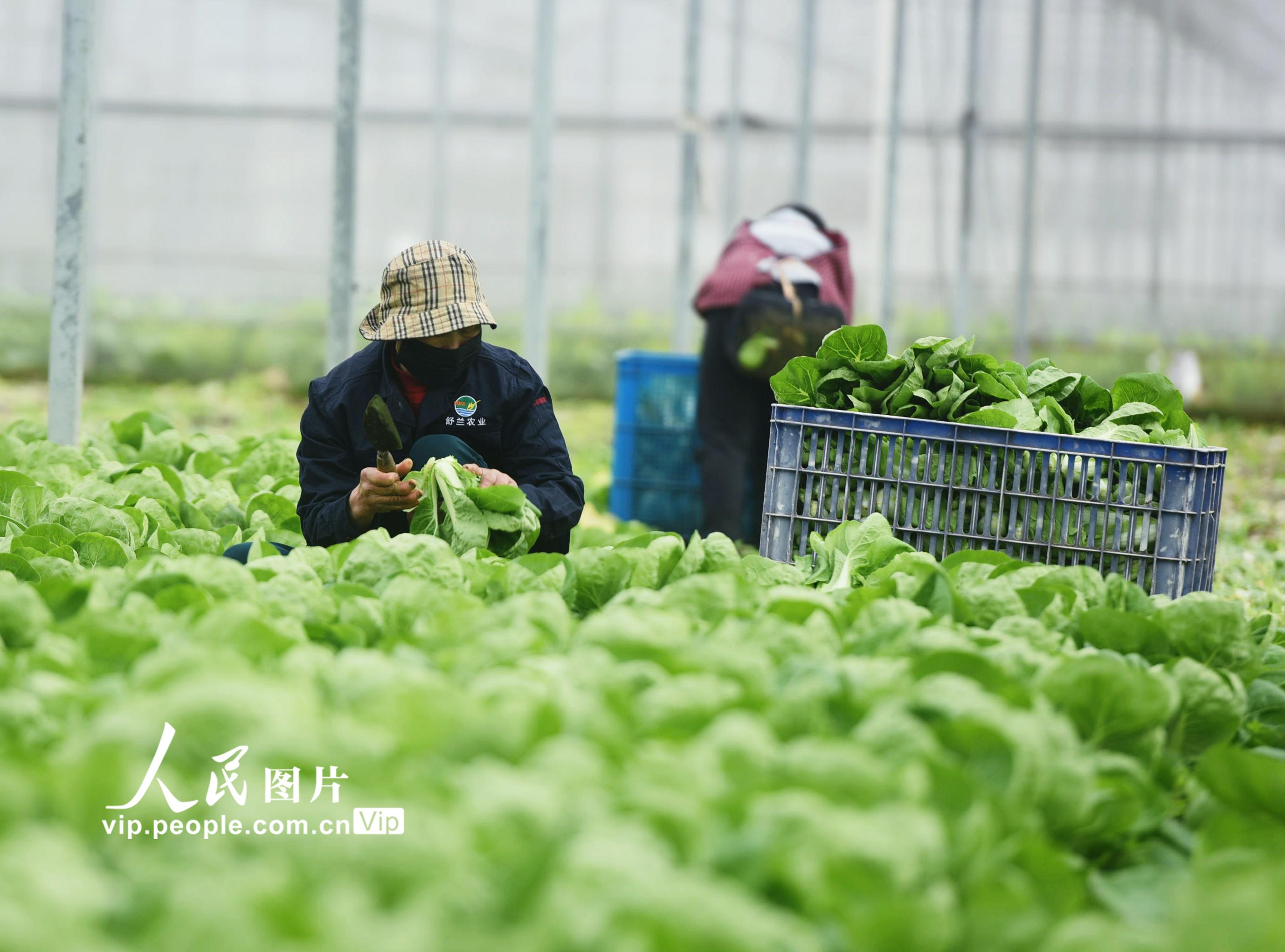 2020年2月24日，菜農在位於杭州市蕭山區的一綠色蔬菜基地採摘新鮮蔬菜。龍巍/人民圖片