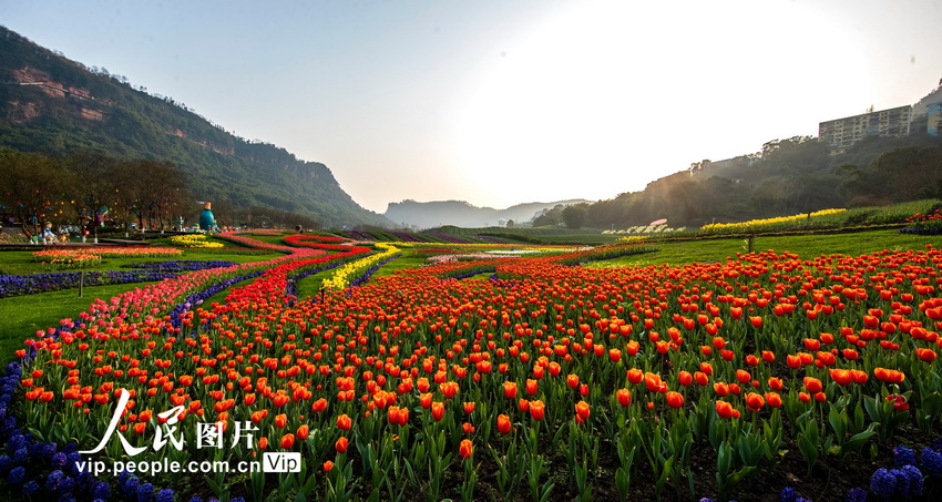 四川瀘州：郁金香迎春綻放