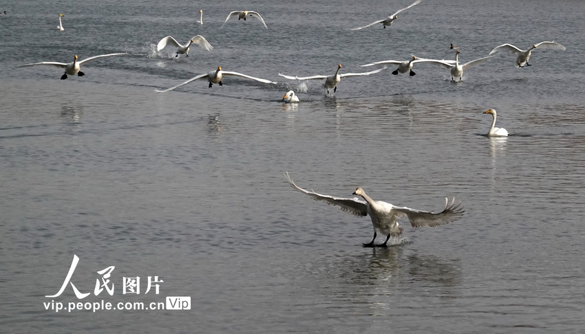 新疆庫爾勒：為野生天鵝在遷徙前補充體能【7】