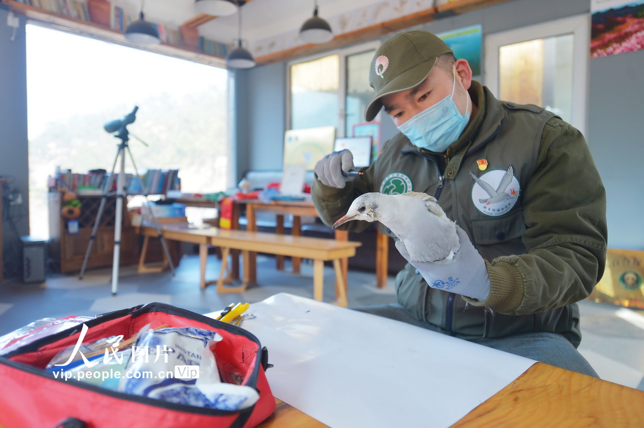3月2日，青島市城陽區野生動植物保護協會的志願者為受傷的紅嘴鷗檢查身體。