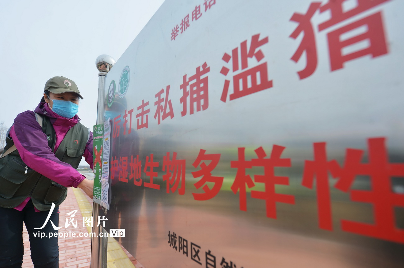 3月2日，青島市城陽區野生動植物保護協會的志願者張貼“禁食野味”海報。