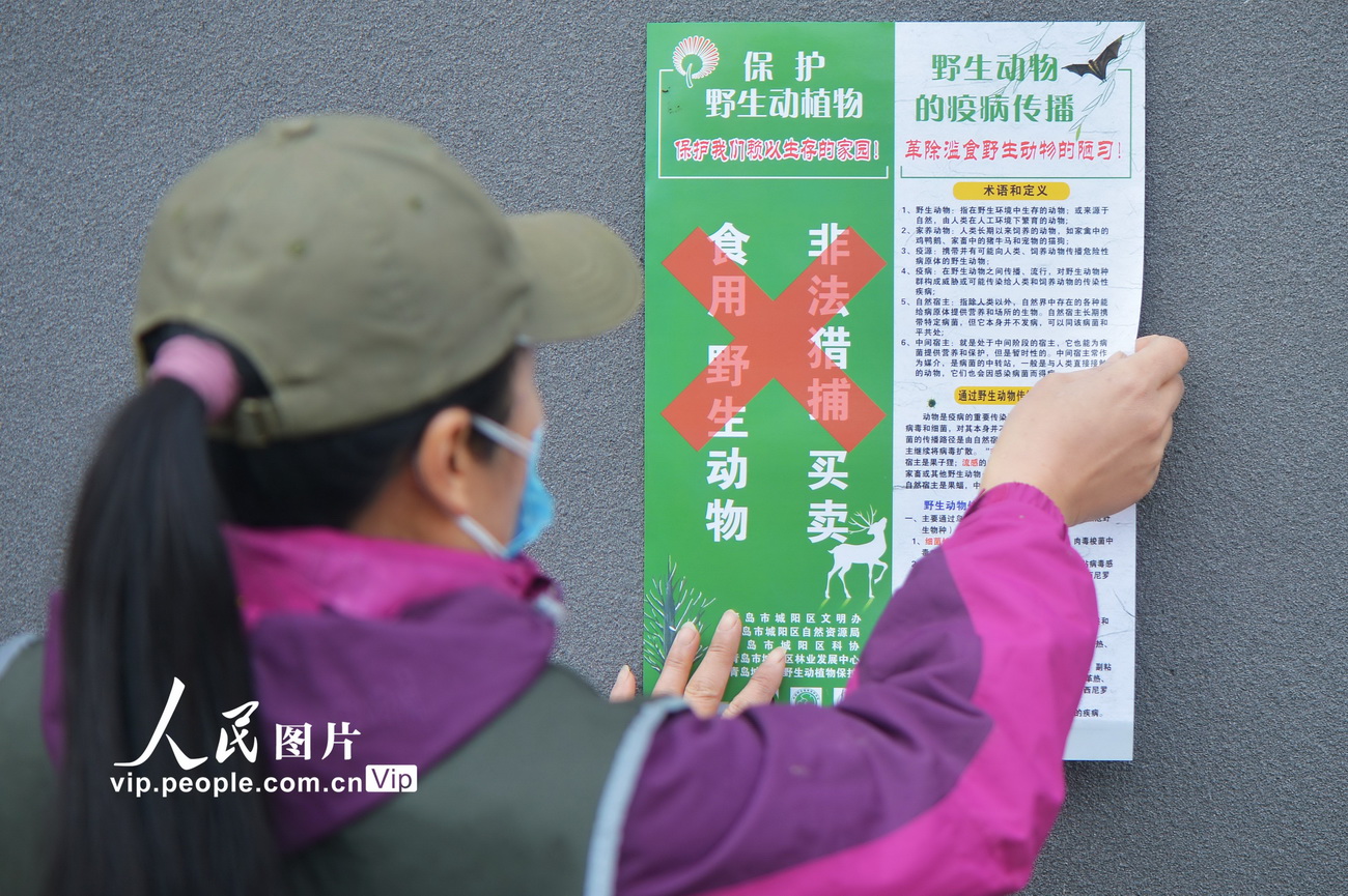 3月2日，青島市城陽區野生動植物保護協會的志願者來到社區、菜市場附近張貼“禁食野味”海報。