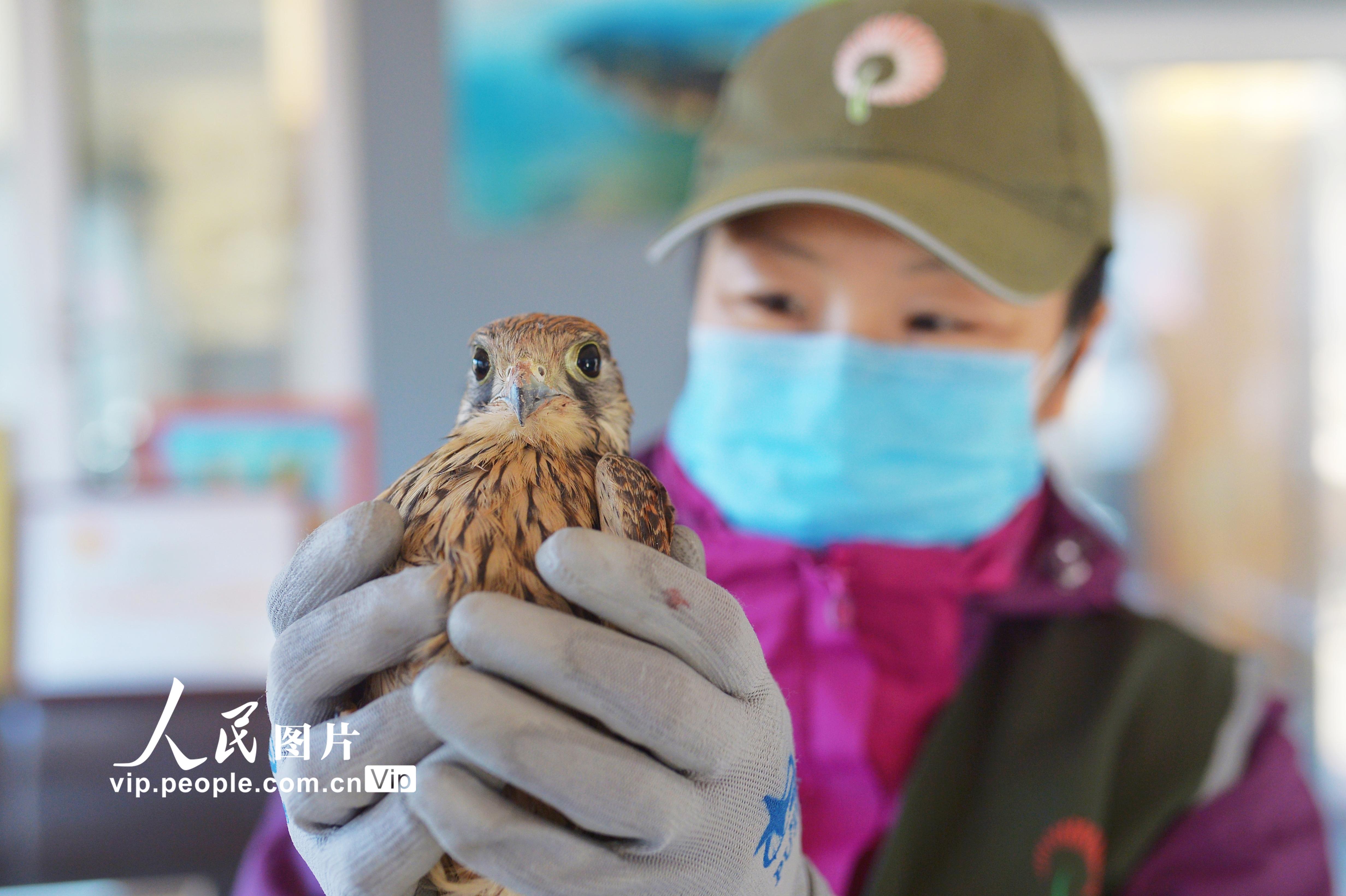 2020年3月2日，青島市城陽區野生動植物保護協會的志願者展示一隻近期救助的國家二級保護動物紅隼。