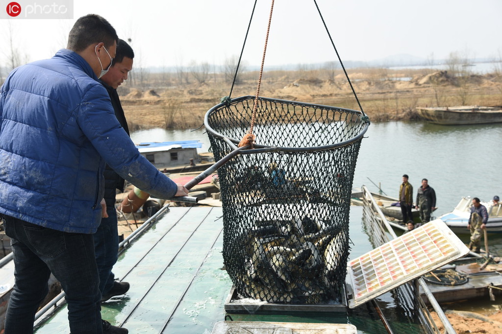 3月3日，江蘇省連雲港市東海縣石梁河鎮海陵湖漁民正在銷售起網捕獲草魚。