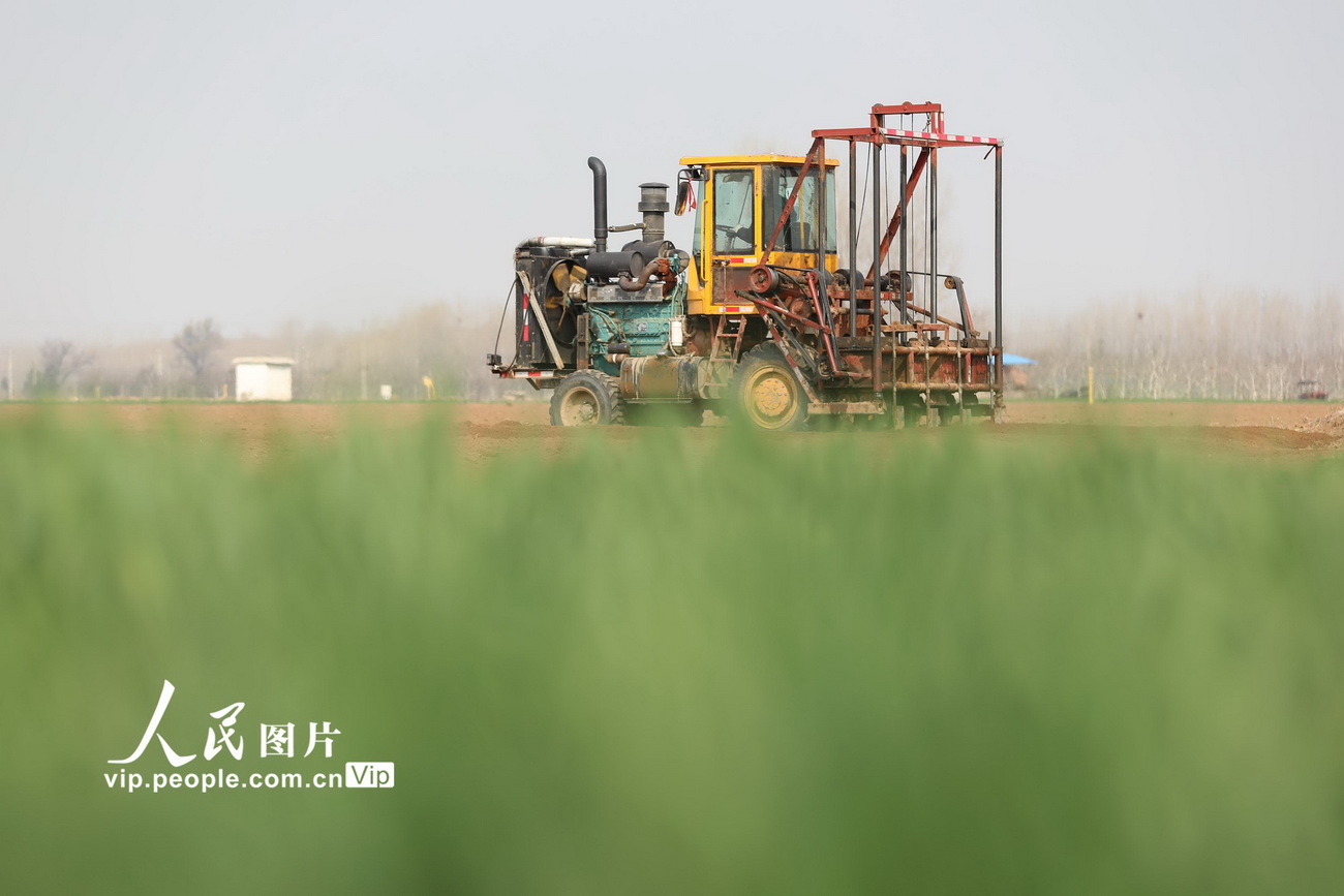 3月5日，河南省焦作市溫縣武德鎮馬馮藺村農民在田間駕駛農機耕地准備種植山藥。